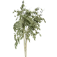 Preserved Grass Green | Northen Sea Oat Preserved Grass Green | Northen Sea Oat